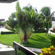 Casa Del Mar, Cozumel - Palm Tree