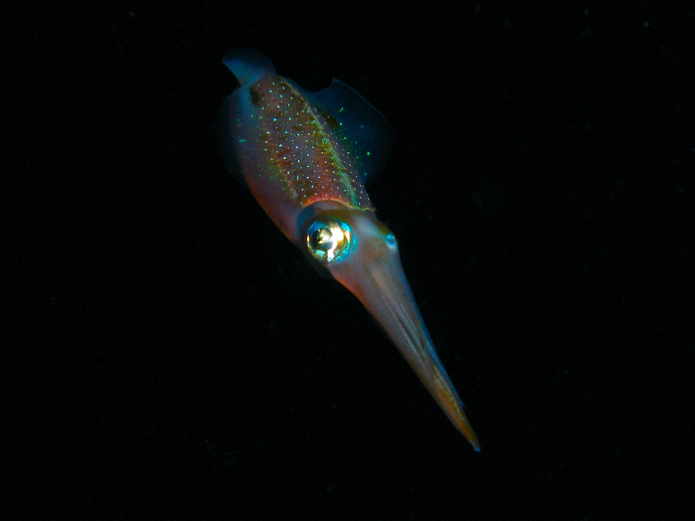 Spanish Squid is on-line! Spanish Squid is on-line!